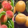 Duo Fruit Tree Peach And Apricot 2 Duo Fruit Tree Peach And Apricot -Yougarden Shop 300165