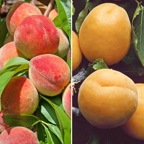 Duo Fruit Tree Peach And Apricot 3 Duo Fruit Tree Peach And Apricot