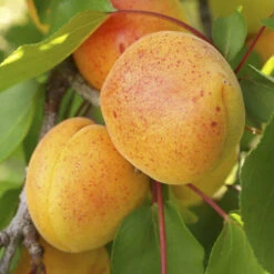 Duo Fruit Tree Peach And Apricot 7 Duo Fruit Tree Peach And Apricot -Yougarden Shop 300165 2