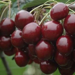 Cherry Bush 'Athos' -Yougarden Shop 300175 2