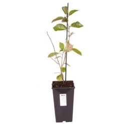 Cherry Bush 'Athos' -Yougarden Shop 300175 4