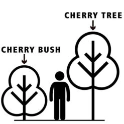 Cherry Bush 'Athos' -Yougarden Shop 300175 5