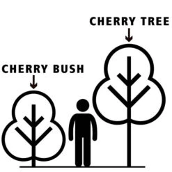 Cherry Bush 'Athos' -Yougarden Shop 300175 6