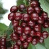 Cherry Bush 'Porthos' -Yougarden Shop 300176