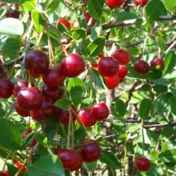 Cherry Bush 'Porthos' -Yougarden Shop 300176 2