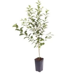 Cherry Bush 'Porthos' -Yougarden Shop 300176 3