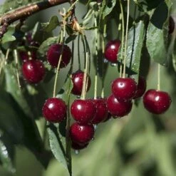Cherry Bush 'Porthos' -Yougarden Shop 300176 5