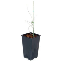 Cherry Bush 'Porthos' -Yougarden Shop 300176 7