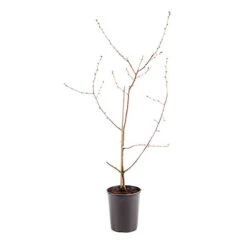 Cherry Bush 'Porthos' -Yougarden Shop 300176 8