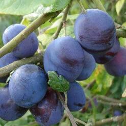 Duo Fruit Plum Tree -Yougarden Shop 300207 2