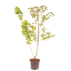 Duo Fruit Plum Tree -Yougarden Shop 300207 3