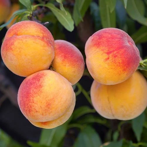 Peach Prunus Persica 'Suncrest' 4 Peach Prunus Persica 'Suncrest' - Image 2