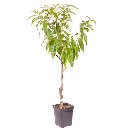 Peach Prunus Persica 'Suncrest' 5 Peach Prunus Persica 'Suncrest' - Image 3