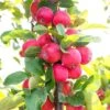 Mini Apple Tree Malus Appletini -Yougarden Shop 300210