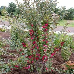 Mini Apple Tree Malus Appletini -Yougarden Shop 300210 3