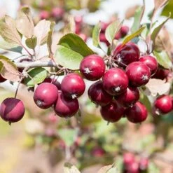 Mini Apple Tree Malus Appletini -Yougarden Shop 300210 5