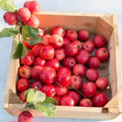 Mini Apple Tree Malus Appletini -Yougarden Shop 300210 6