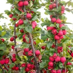 Mini Apple Tree Malus Appletini -Yougarden Shop 300210 7