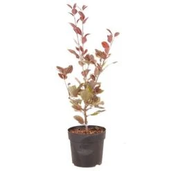 Mini Apple Tree Malus Appletini -Yougarden Shop 300210 8