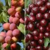 Patio Fruit Trees Cherry 'Athos' And Plum 'Little Vic' -Yougarden Shop 300213