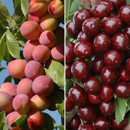 Patio Fruit Trees Cherry 'Athos' And Plum 'Little Vic' 3 Patio Fruit Trees Cherry 'Athos' And Plum 'Little Vic'