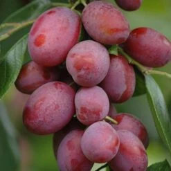 Patio Fruit Trees Cherry 'Athos' And Plum 'Little Vic' 12 Patio Fruit Trees Cherry 'Athos' And Plum 'Little Vic' -Yougarden Shop 300213 3