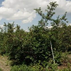 Patio Fruit Trees Cherry 'Athos' And Plum 'Little Vic' 13 Patio Fruit Trees Cherry 'Athos' And Plum 'Little Vic' -Yougarden Shop 300213 4