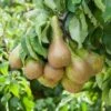 Pear 'Little Conference' GYO Fruit Tree 1 Pear 'Little Conference' GYO Fruit Tree -Yougarden Shop 300223