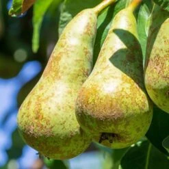 Pear 'Little Conference' GYO Fruit Tree -Yougarden Shop 300223 1