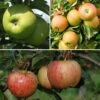 Trio Fruit Apple Tree 1 Trio Fruit Apple Tree -Yougarden Shop 300226