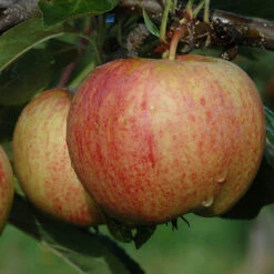 Trio Fruit Apple Tree -Yougarden Shop 300226 2