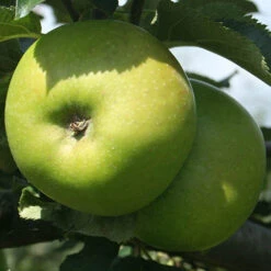 Trio Fruit Apple Tree -Yougarden Shop 300226 3