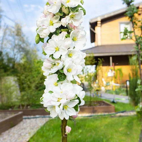 Cherry 'Queen Mary' Columnar 5 Cherry 'Queen Mary' Columnar - Image 3