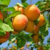 Apricot 'Dwarf Patio' -Yougarden Shop 300263