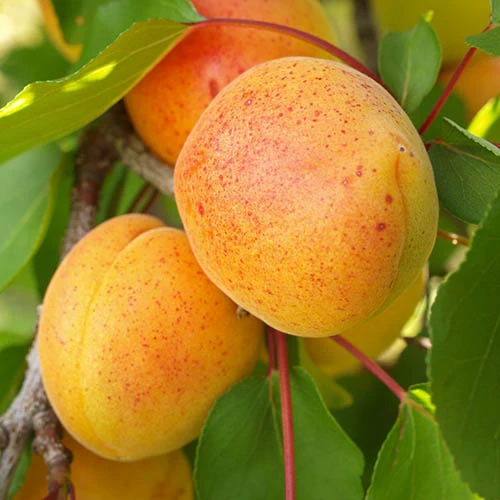 Apricot 'Dwarf Patio' 4 Apricot 'Dwarf Patio' - Image 2