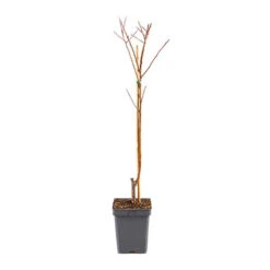 Apricot 'Dwarf Patio' 7 Apricot 'Dwarf Patio' -Yougarden Shop 300263 2