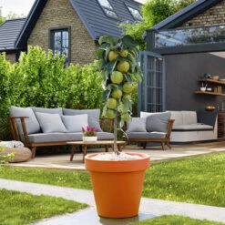 Columnar Fruit Tree Collection 16 Columnar Fruit Tree Collection -Yougarden Shop 300271 5