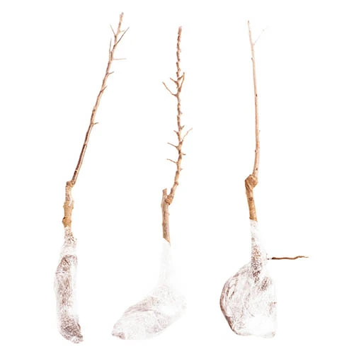 Columnar Fruit Tree Collection 11 Columnar Fruit Tree Collection - Image 9