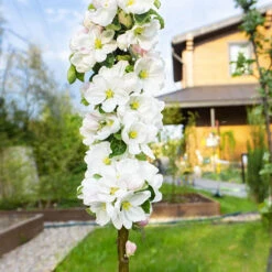 Apple Bolero Columnar 7 Apple Bolero Columnar -Yougarden Shop 300292 2