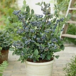 Blueberry Collection -Yougarden Shop 310022 4