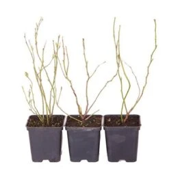 Blueberry Collection -Yougarden Shop 310022 5