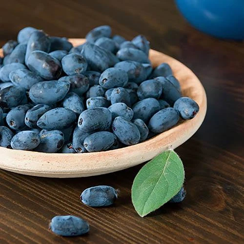 Honeyberry 6 Honeyberry - Image 4