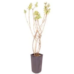 Honeyberry 'Altaj' -Yougarden Shop 310070 5