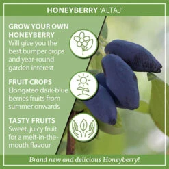 Honeyberry 'Altaj' -Yougarden Shop 310070 6