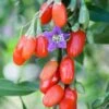 Goji Berry 'Instant Success' 2 Goji Berry 'Instant Success' -Yougarden Shop 310071