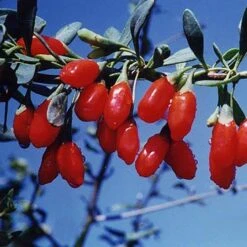 Goji Berry 'Instant Success' -Yougarden Shop 310071 3