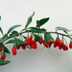 Goji Berry 'Instant Success' -Yougarden Shop 310071 4