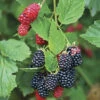 Thornless Blackberry 2 Thornless Blackberry -Yougarden Shop 310077