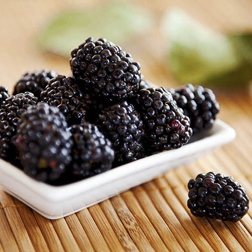 Thornless Blackberry 4 Thornless Blackberry - Image 2