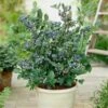Blueberry Collection With Decorative Pots -Yougarden Shop 310082
